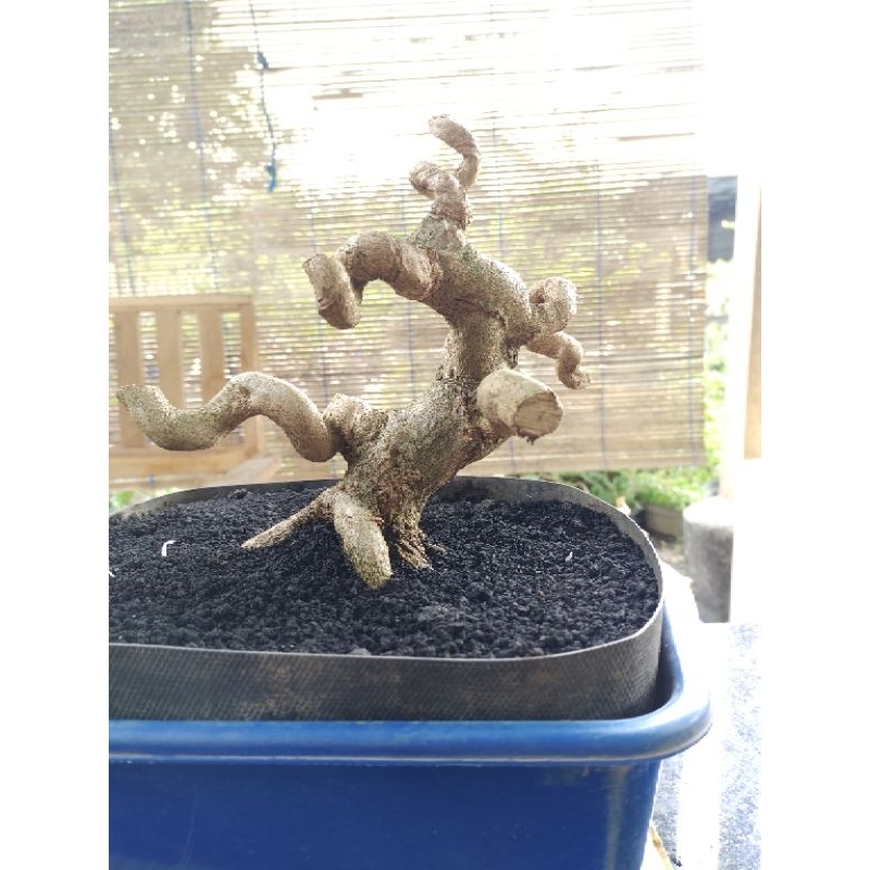 bonsai sancang prospek