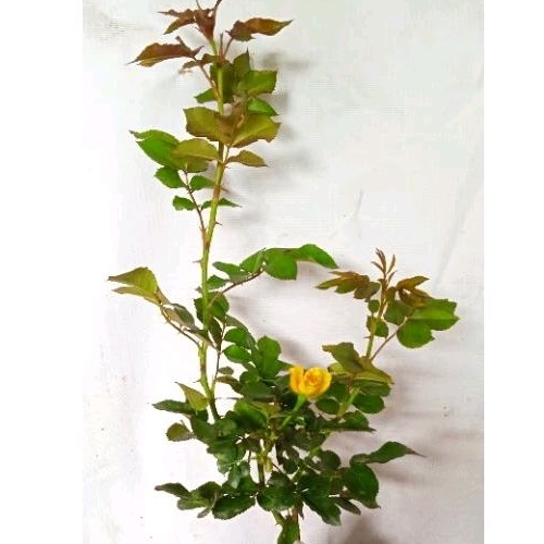 Tanaman hias mawar floribunda kuning (baby rose kuning )