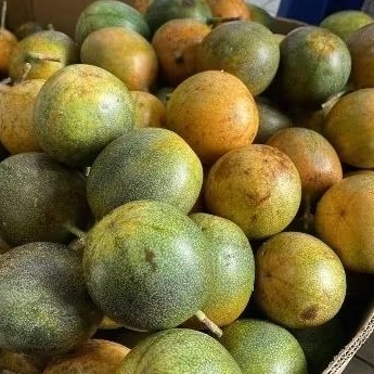 

Markisa Madu Uk kecil