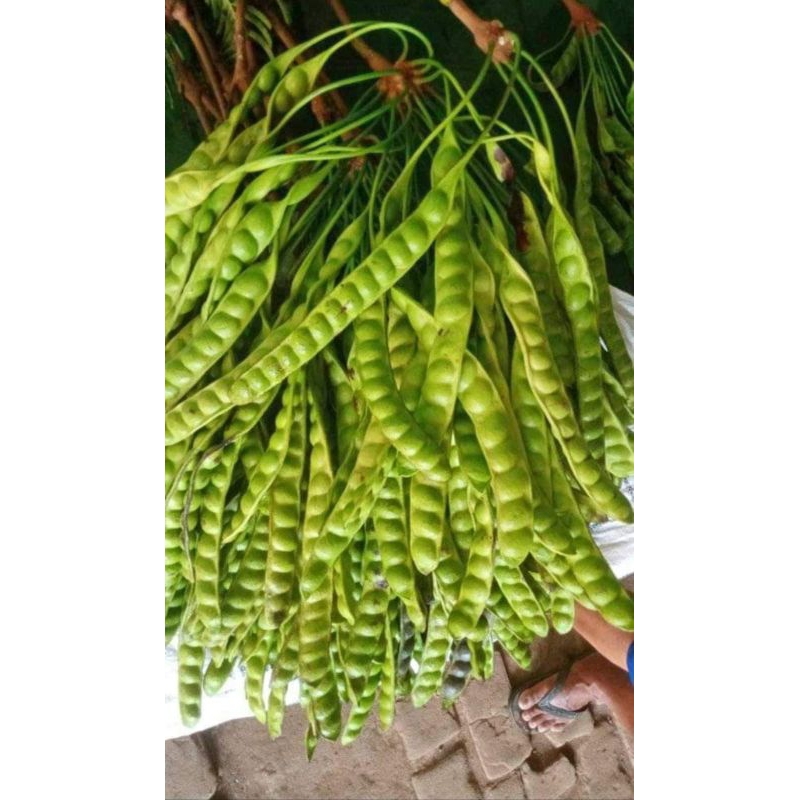 

petai padi tua manis 100 ribu dapat 20 papan/ keris