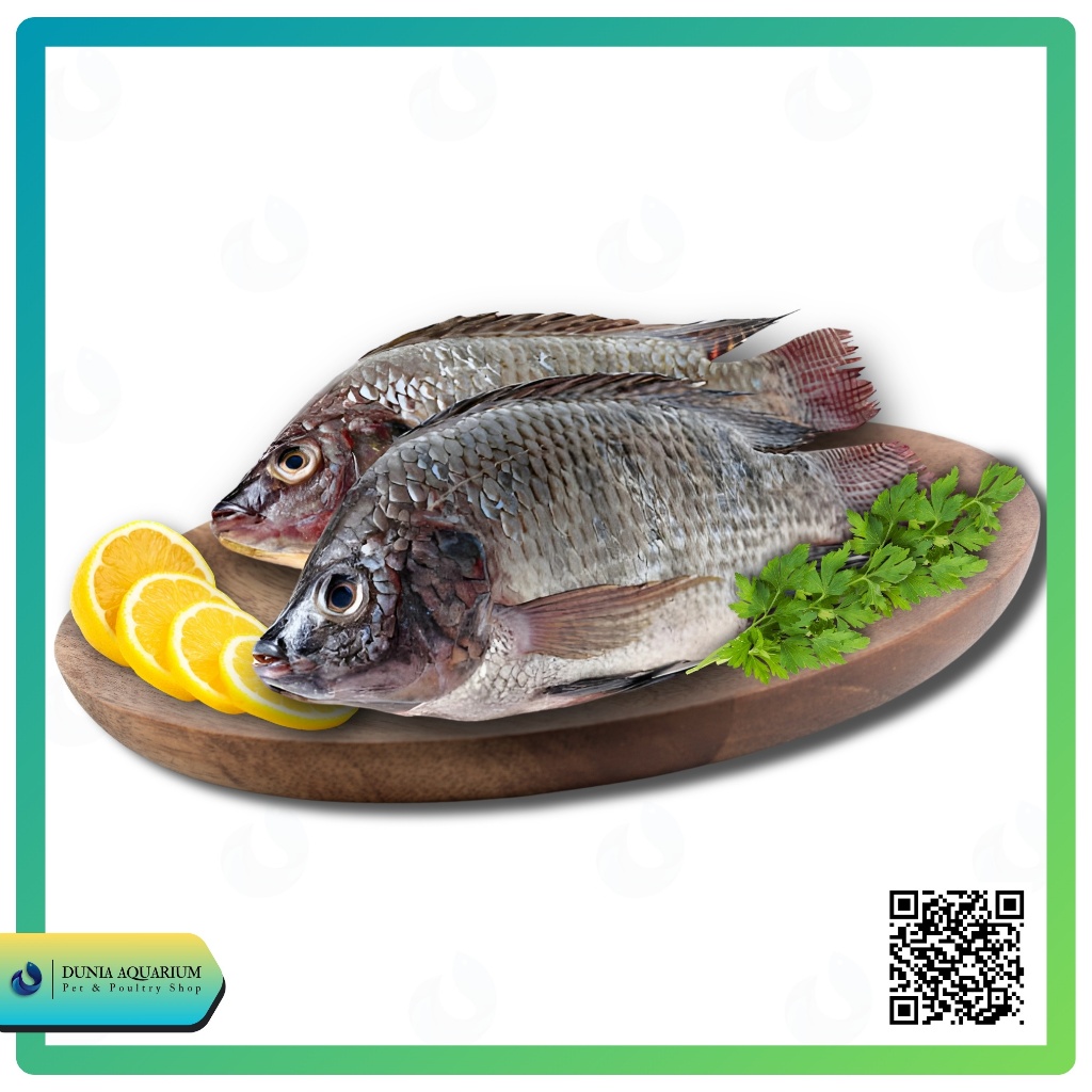

Ikan Nila Fresh/Segar Sukabumi Isi 2-7 Ekor/Kg