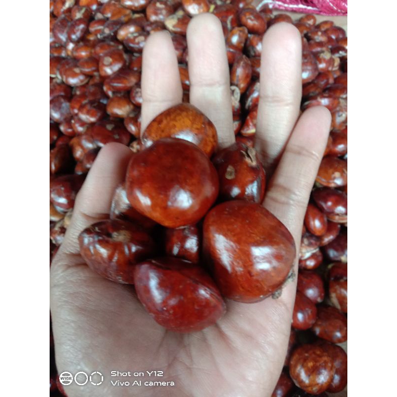 

Jengkol Tua mentah / Jengkol Tua spek rendang ukuran kecil 500 gr