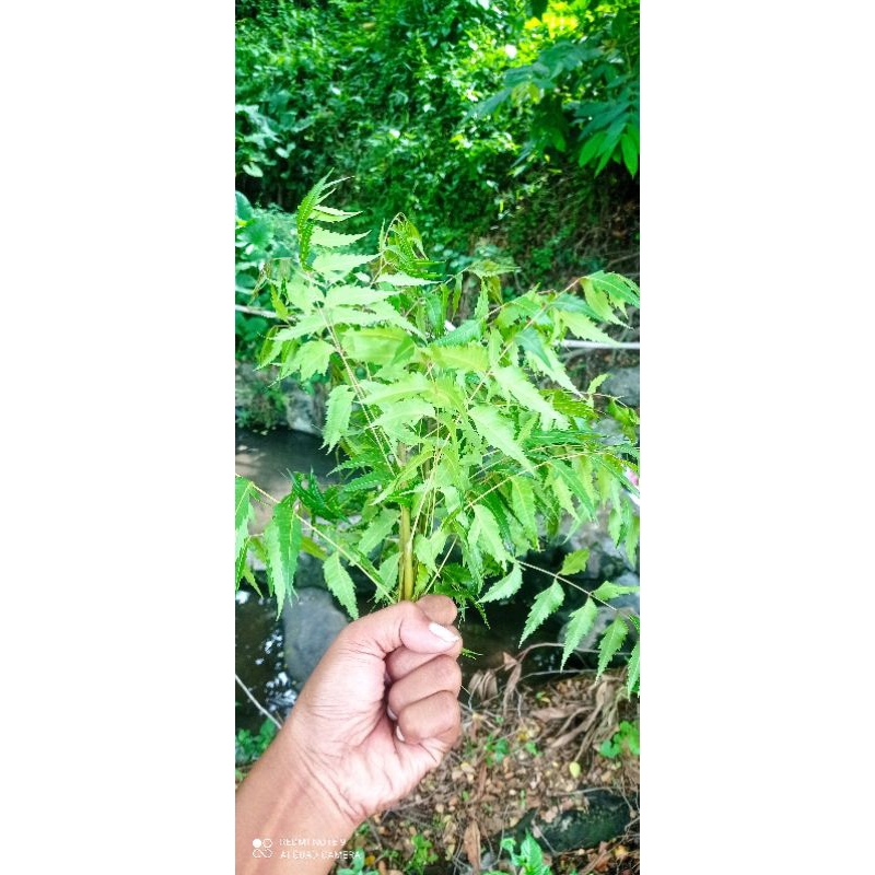 

Daun Mimbo Obat Tradisional - Seikat -+500gram Obat Gatal