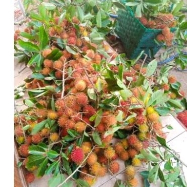

buah rambutan ac bincai 1 kg