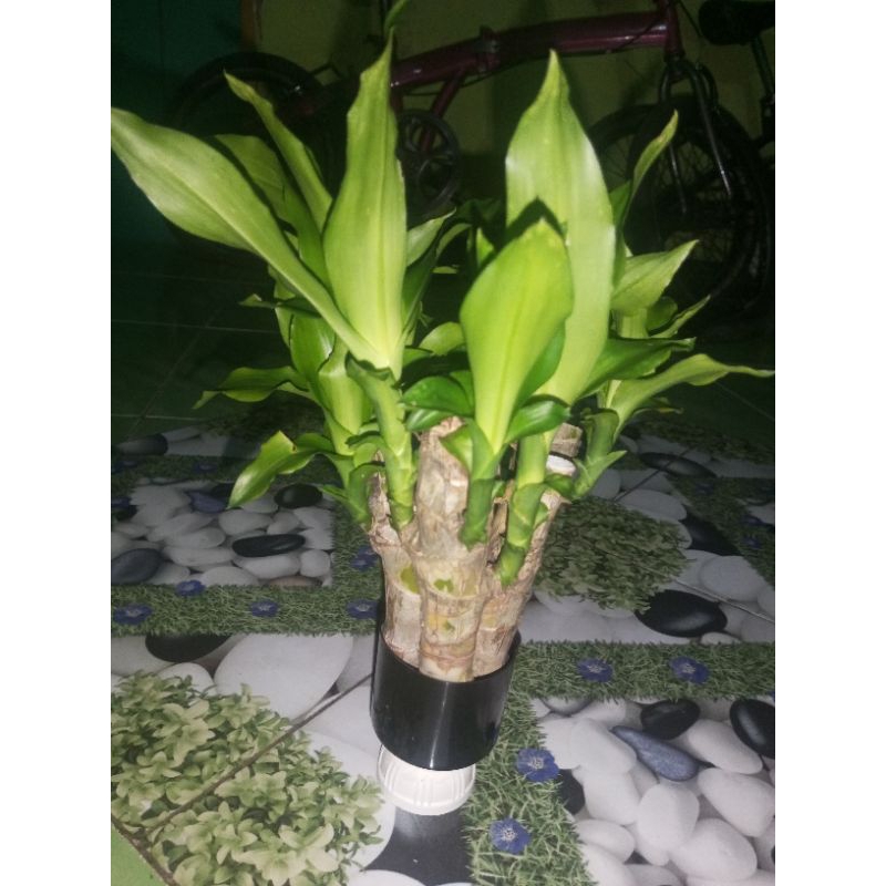 BRAZILIAN WOOD / HANJUANG / BONSAI HANJUANG HIJAU