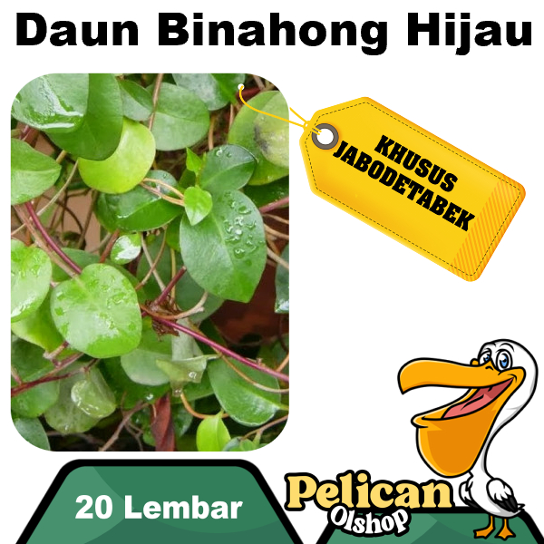 

Daun Binahong Segar 20 Lembar Murah Obat Herbal Asam Urat