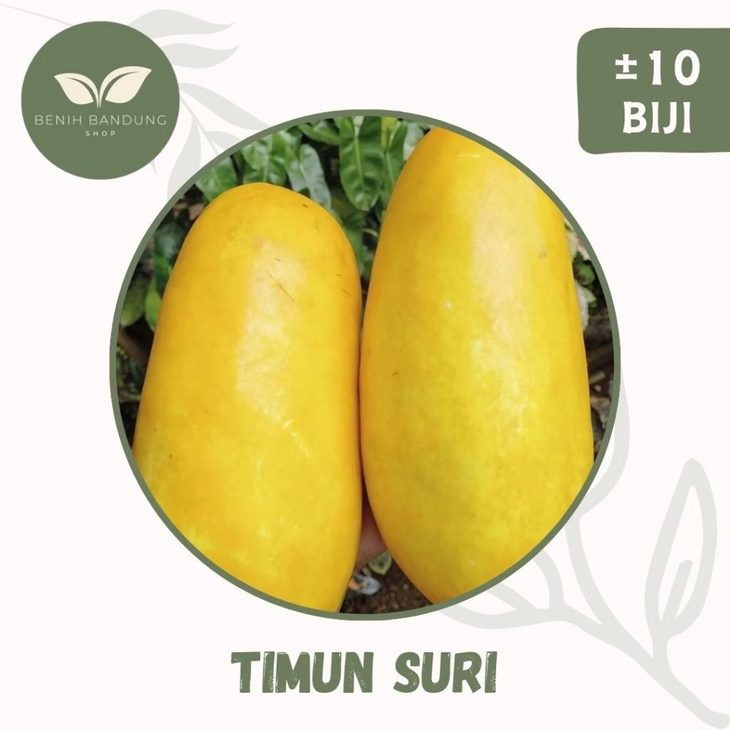10 Biji Benih Timun Suri Emas Bibit Mentimun Suri Buah Manis
