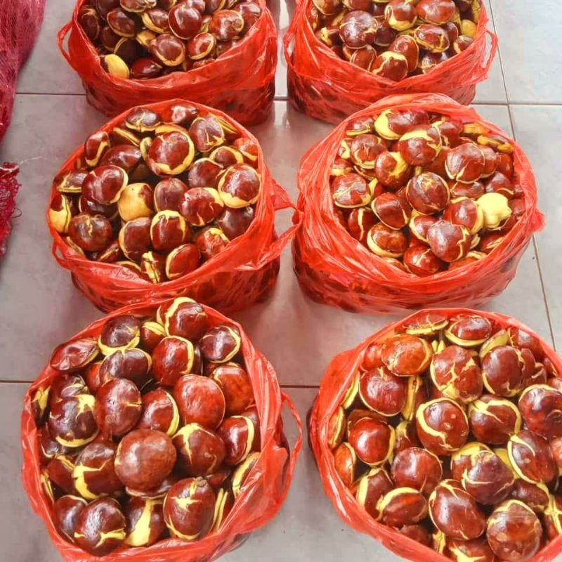 

Jengkol, jring, jengki full tua merah merekah 1kg
