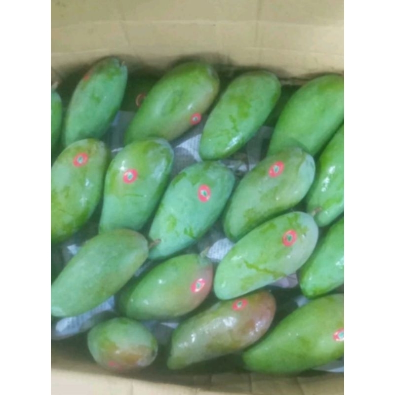 

MANGGA TAILAND pol manis