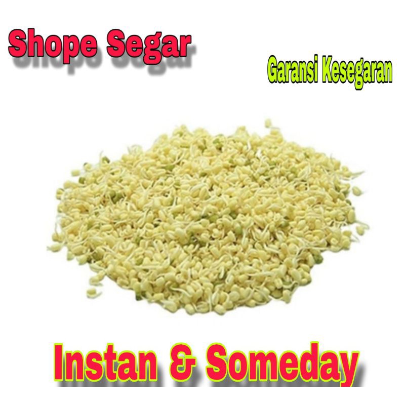 

Toge Soto Toge Rawon Toge Kecil 100 gram