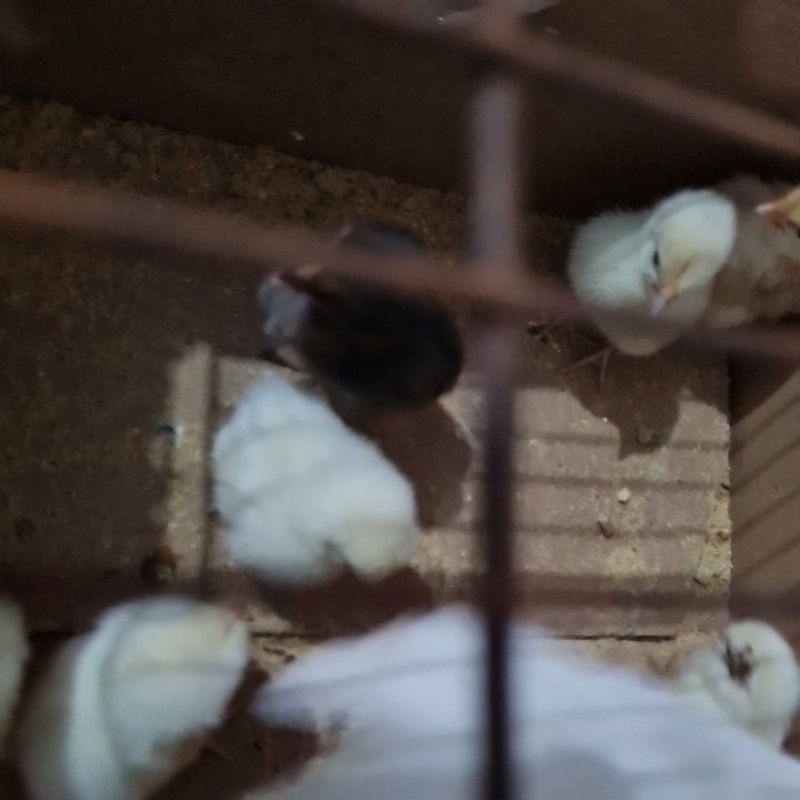 anakan ayam kate  random baru lahir sehat