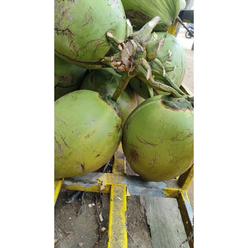 

Kelapa Muda Pantai Kelapa Tuban