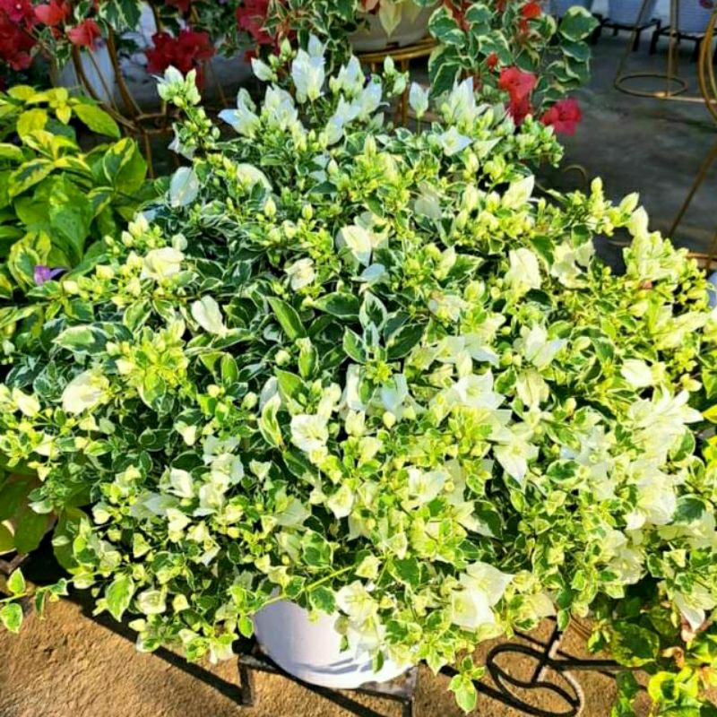 Bunga Bougenville varigata Putih