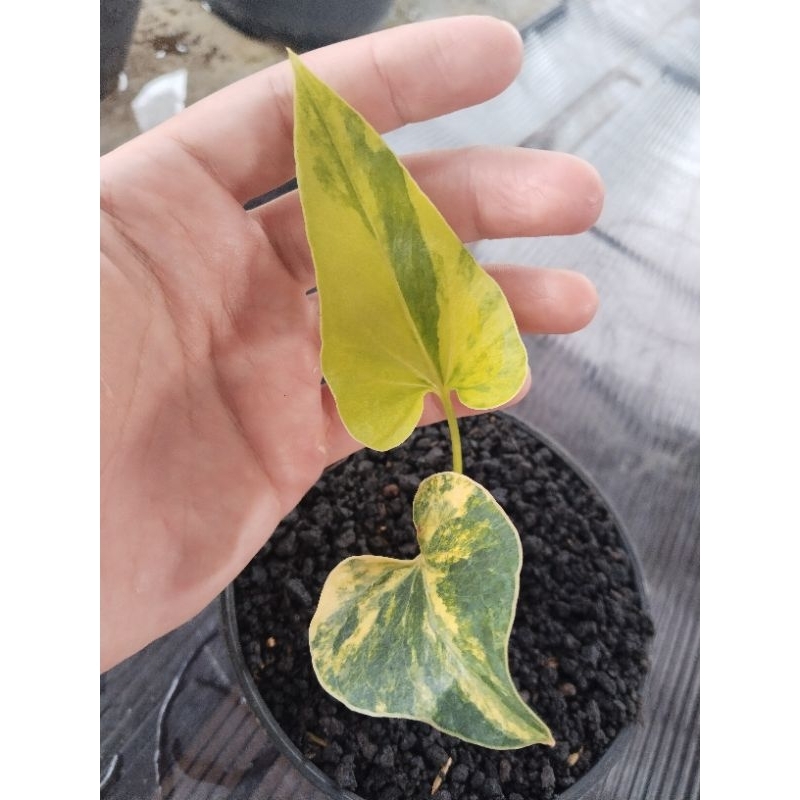 anthurium corong varigata mewah 2 daun aktif