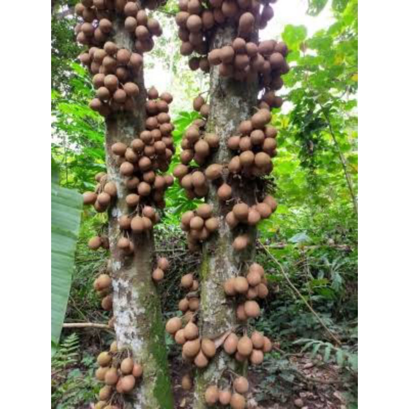 

buah kepel segar 100%asli mentah