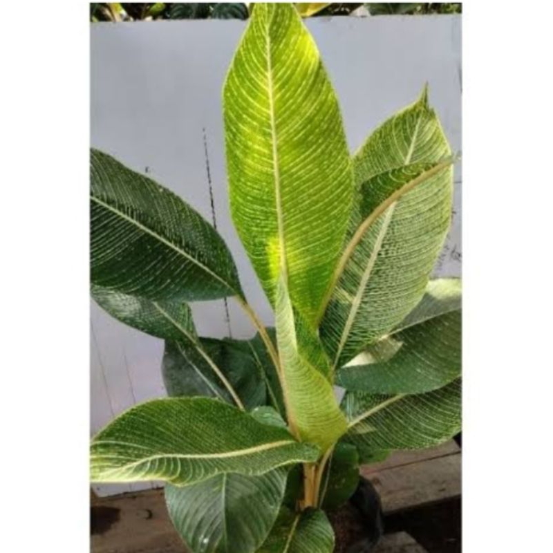 tanaman hias pisang golden/pisang varigata