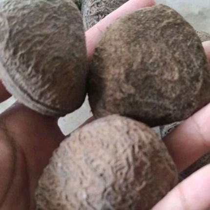 

Kluwak/kluwek 250 gram