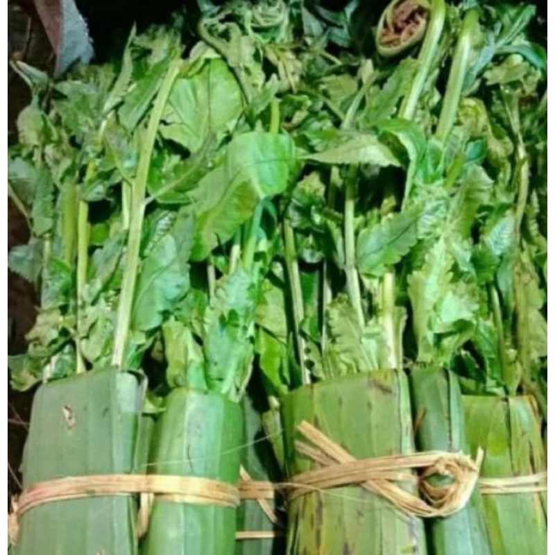 

Daun pakis 1 iket...