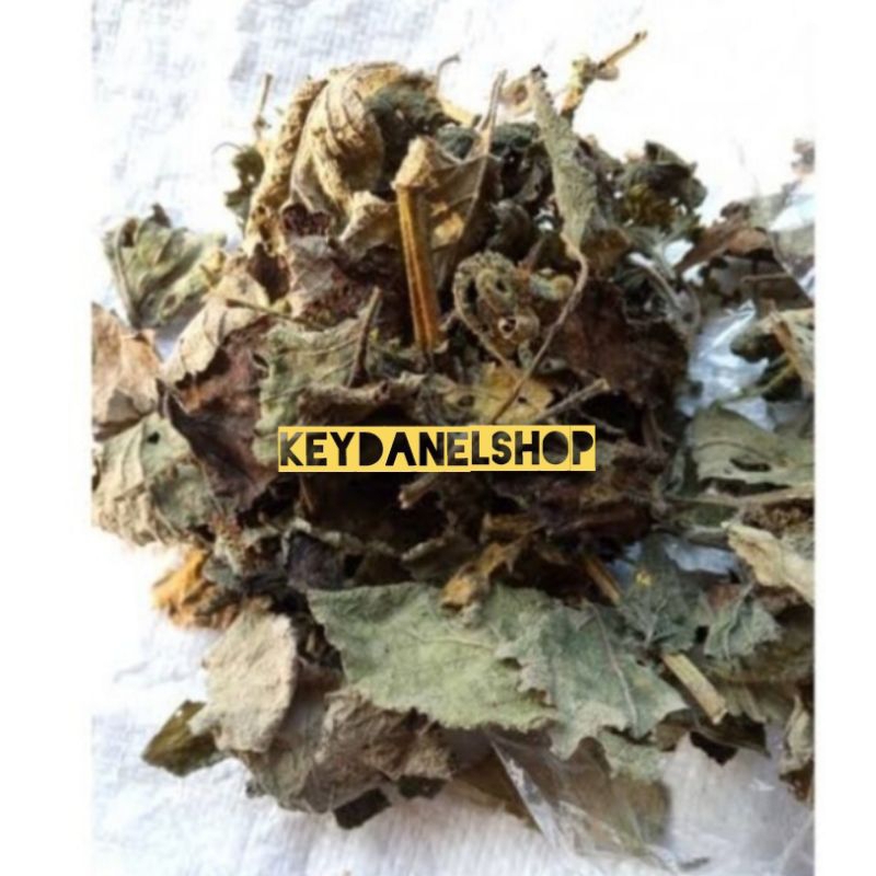 

Daun sangketan kering perbungkus