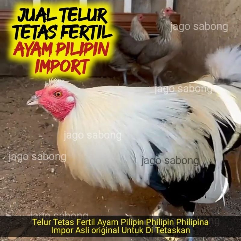 Telur Tetas Fertil Ayam Pilipin Philipin Pilipina Impor Ayam Import Asli Original Garansi BUKAN telu