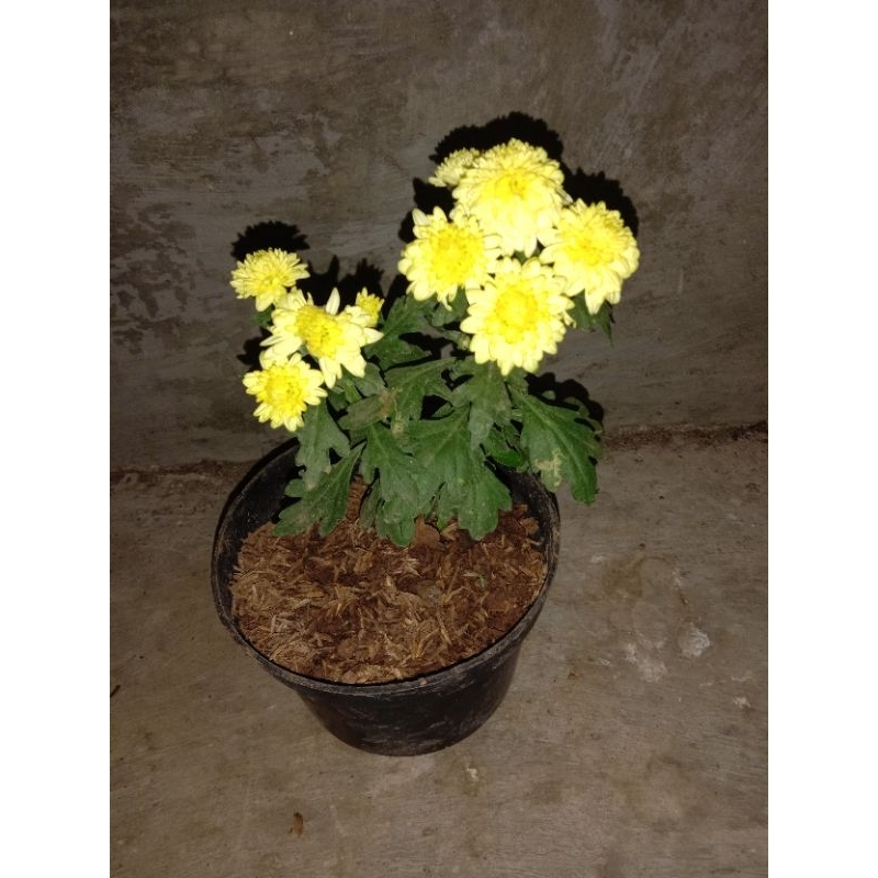 Selimut bayi+popok dll