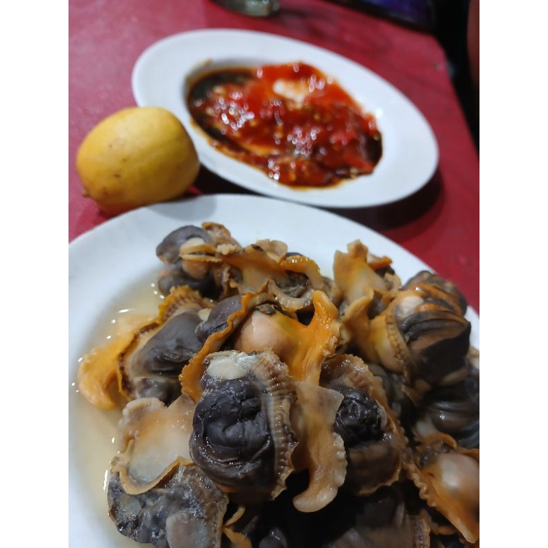 

kerang bulu hidup fresh
