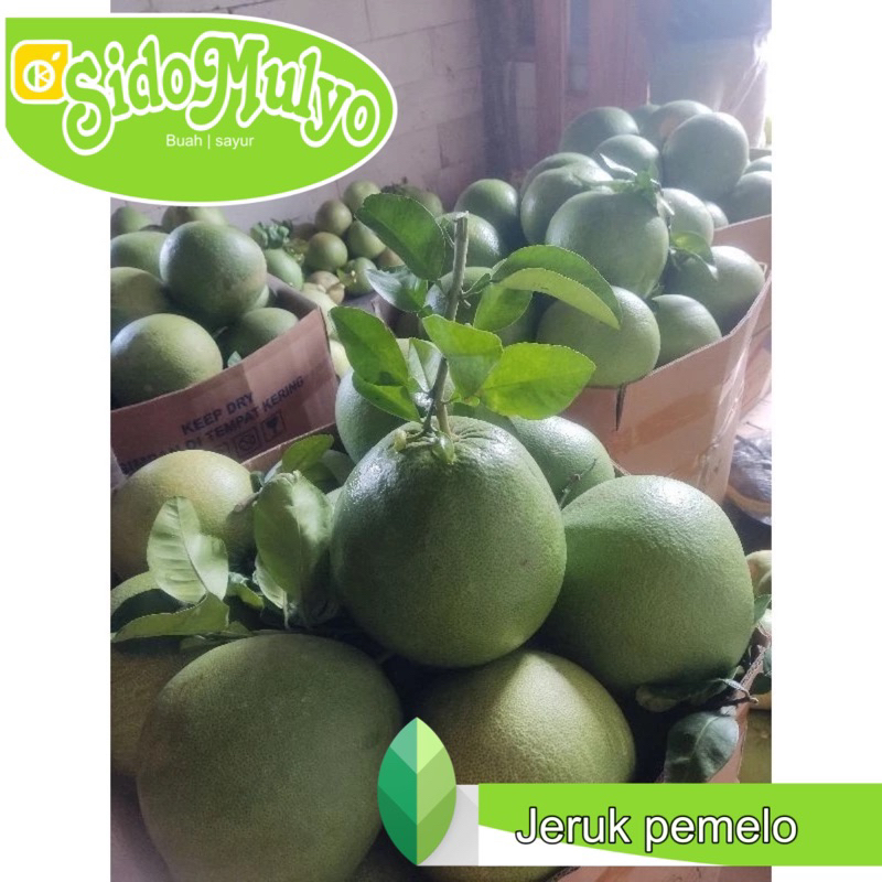 

Jeruk Bali Pamelo berdaun (merah) | ud sidomulyo fresh