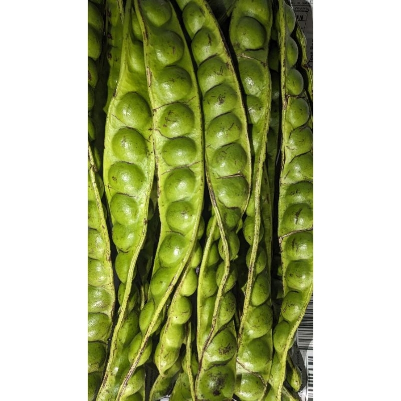 

pete / petey fresh dadakan 1biji/lonjor/papan/pcs