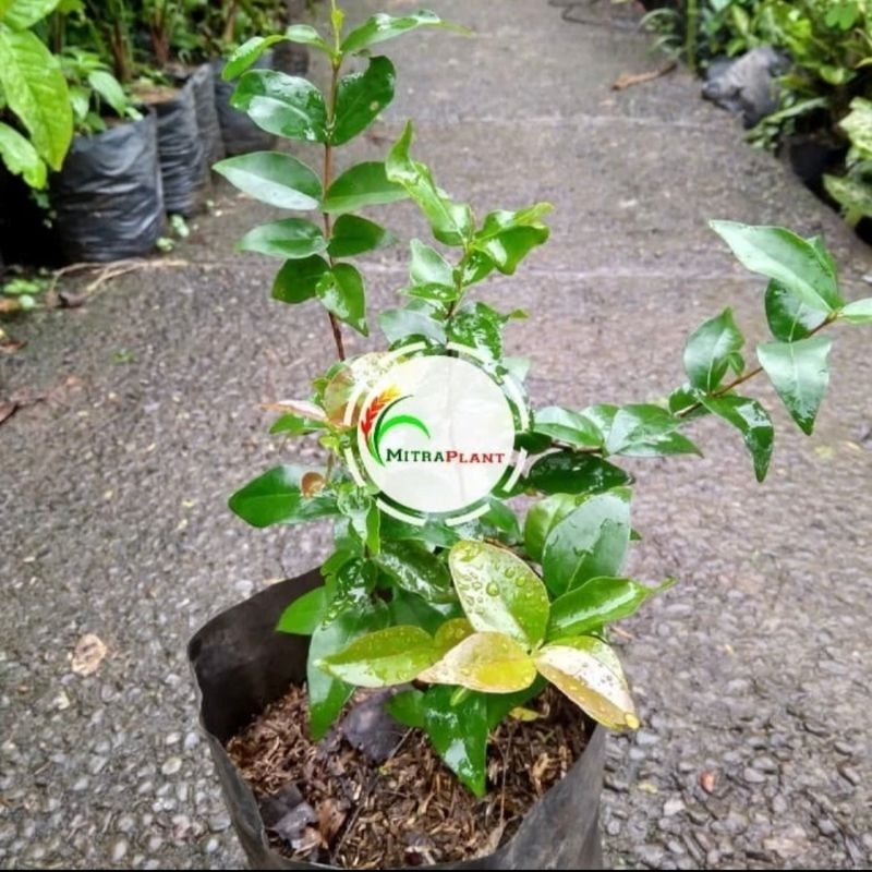 Bibit Pohon Dewandaru - Tanaman Buah Dewandaru - Tanaman Siyanto