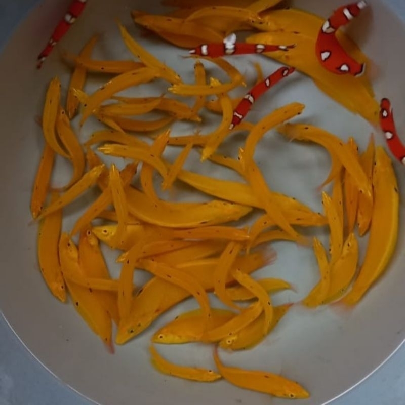 Ikan Hias Laut Keling Kuning