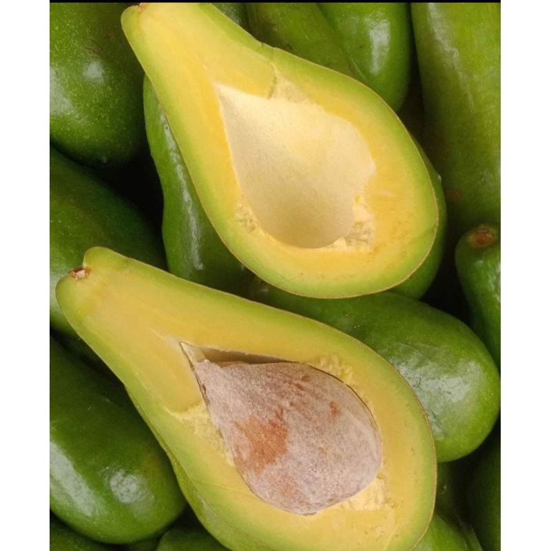 

Alpukat Muria | Muria Avocado | Alpukat lembut +- 1 kg