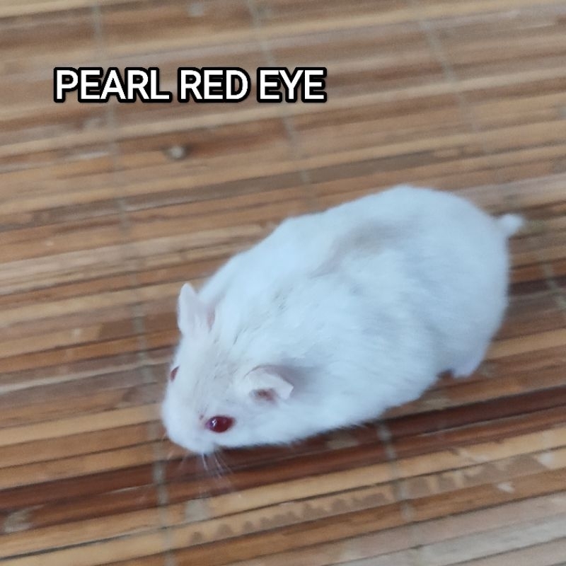 Hamster Winter White Indukan