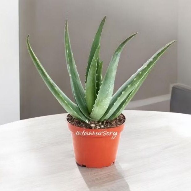 Tanaman Lidah Buaya Jumbo - Bibit Tanaman Lidah Buaya Jumbo