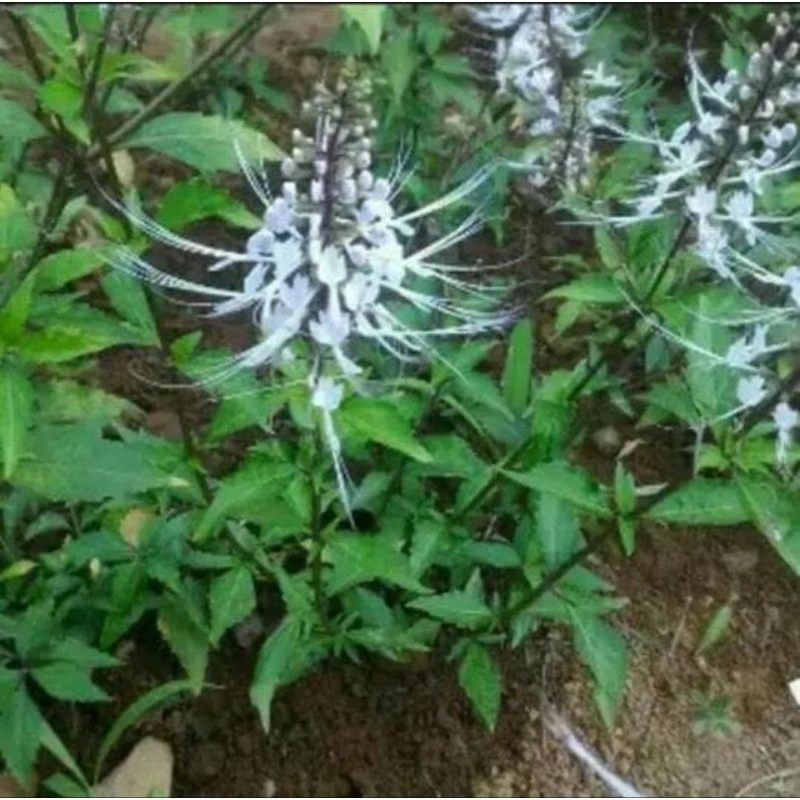 

Daun Kumis Kucing Kering Dan Segar Per Lembar