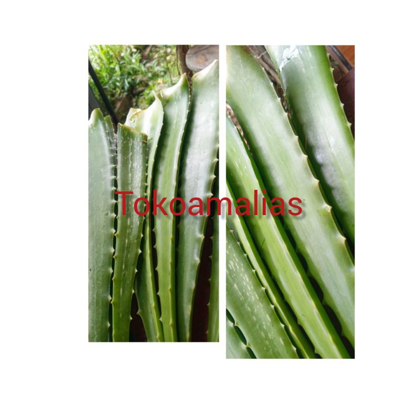 

Lidah Buaya 1 kg bonus 1 buah