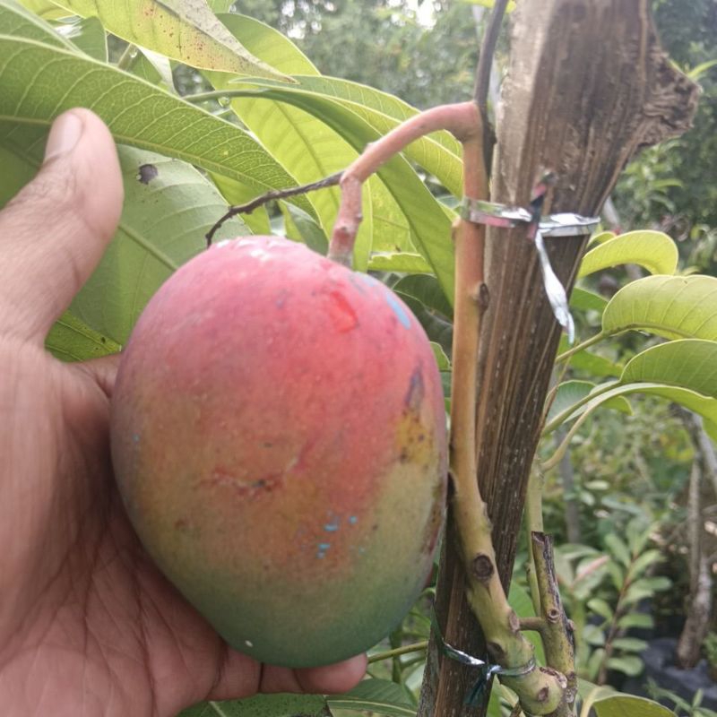 Tanaman Mangga Miyazaki Berbuah