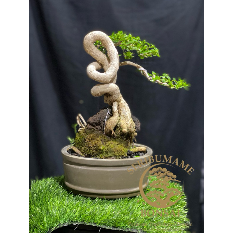 Bonsai sancang Extren on the Rock