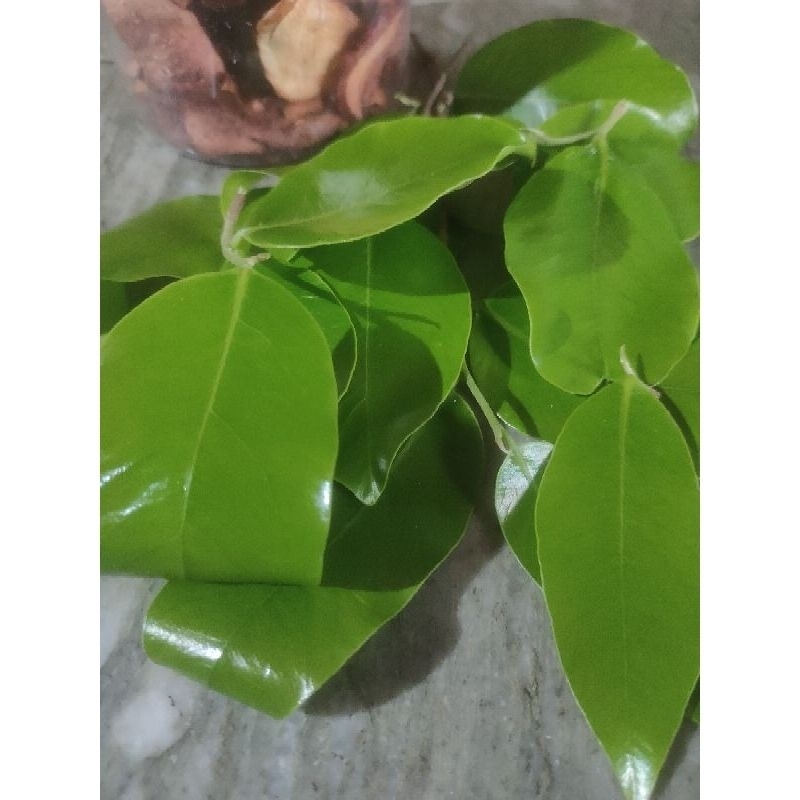 

Daun Gaharu Segar 500gr Obat Herbal Kesehatan