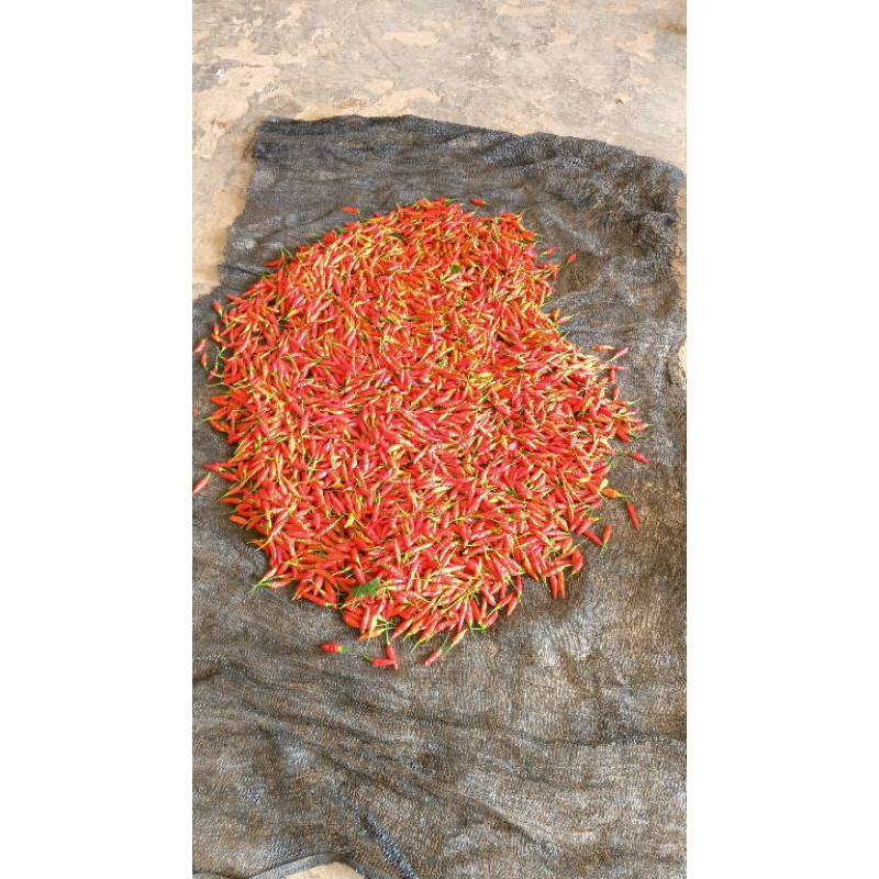 

cabai merah anjasmara