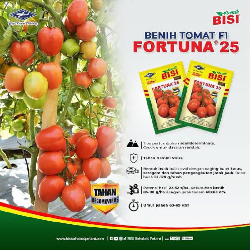 Benih Tomat Fortuna 25 F1 10 Gram