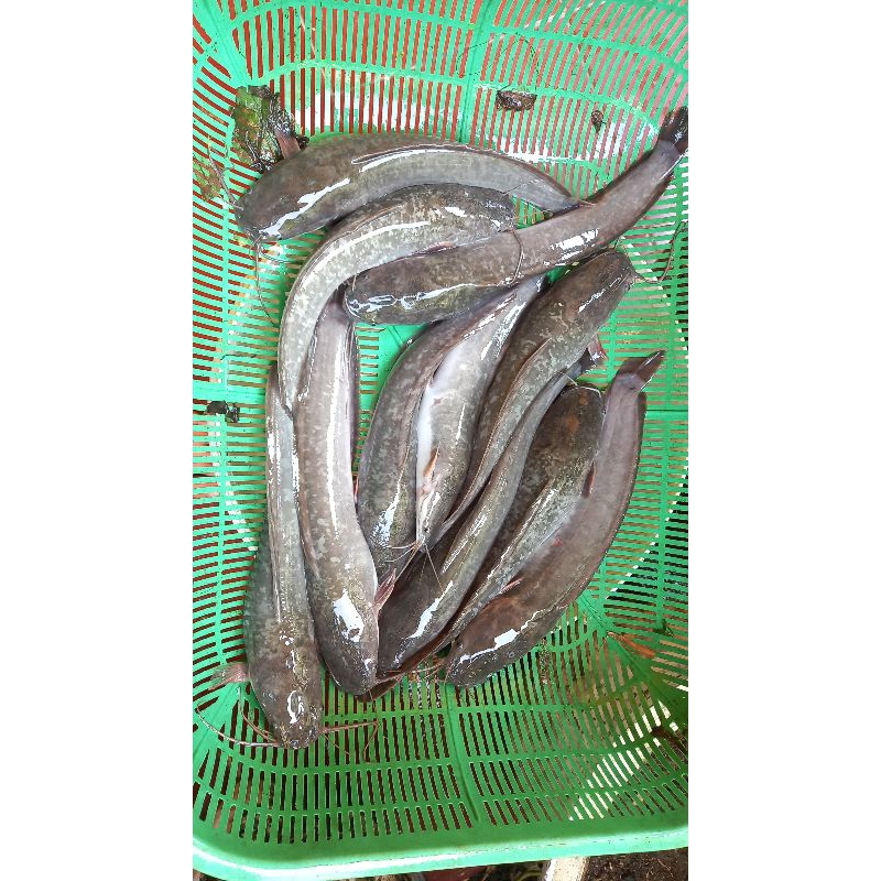 

Ikan lele