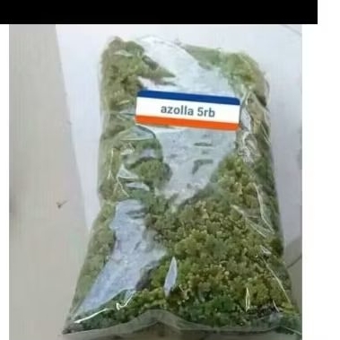 bibit azola 5000 murah meriah pakan ternak.