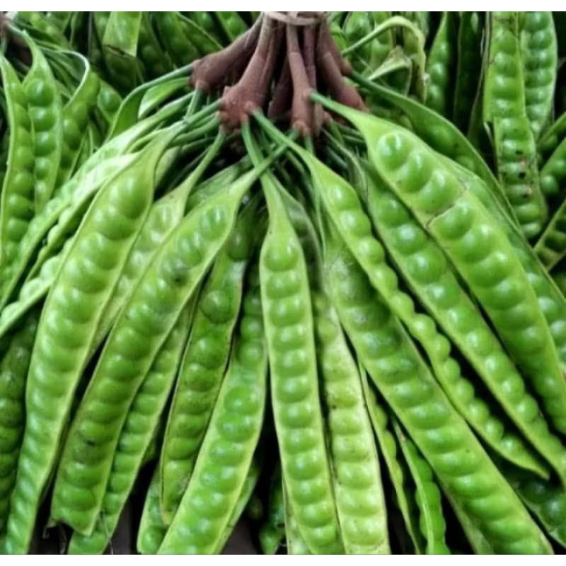 

ready pete segar asli lampung seikat isi 10papan