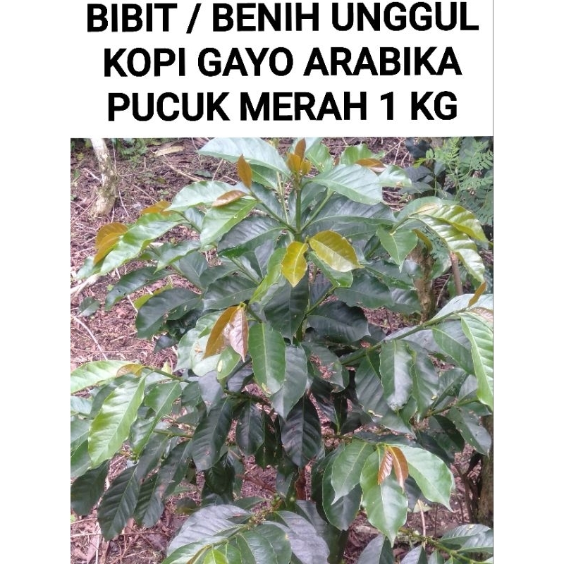 BIBIT / BENIH KOPI ARABIKA GAYO ( PUCUK MERAH  ) 1 KG COD