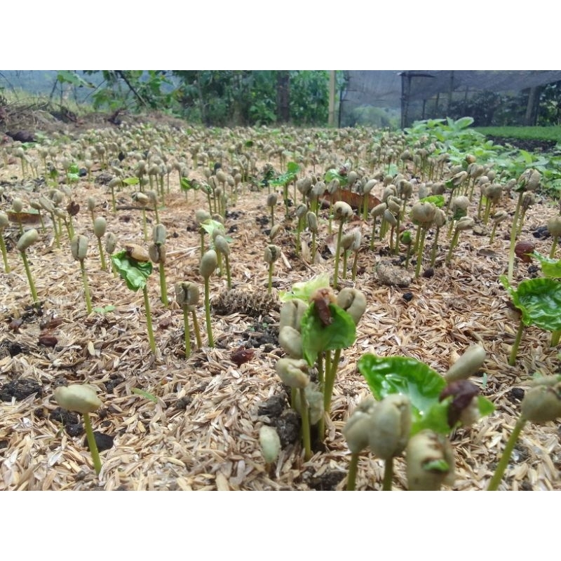 bibit kopi ateng arabika pucuk merah