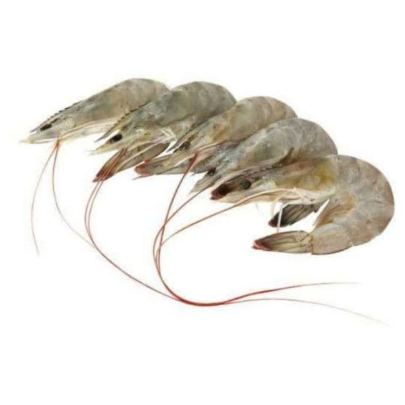 

Udang Segar Ukuran Sedang Utuh