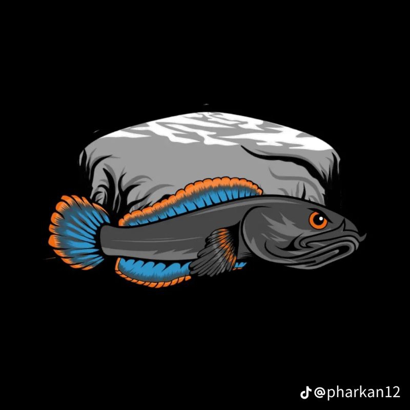 Limbata size paling Jumbo