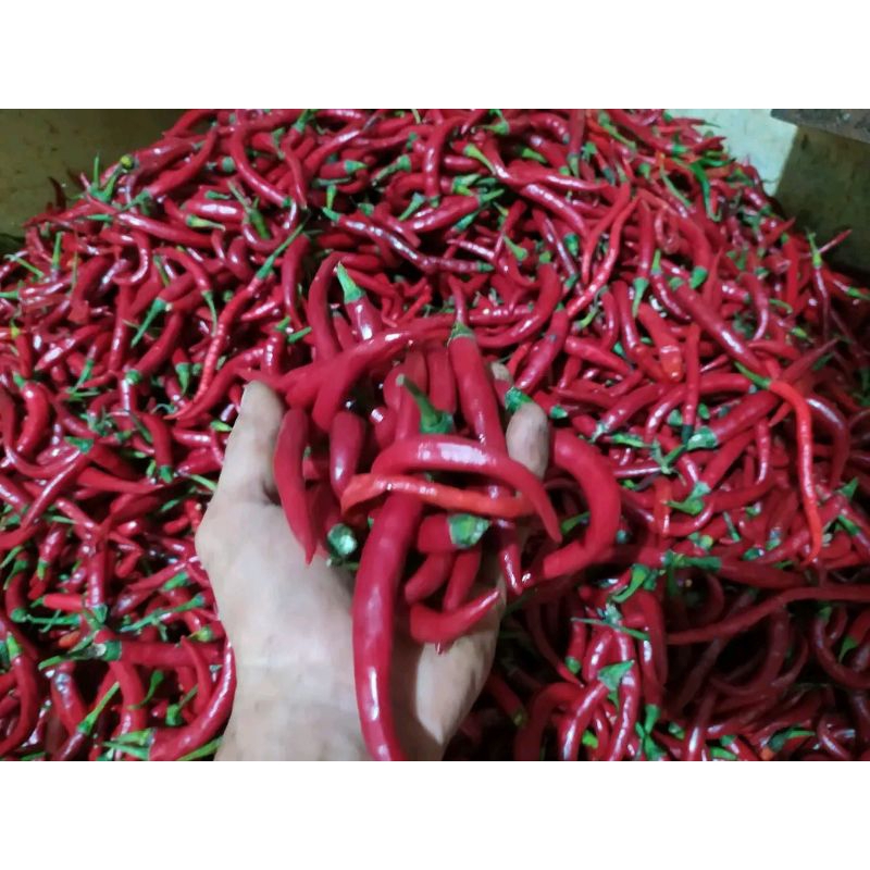 

Cabai Merah Besar ORI FRESH