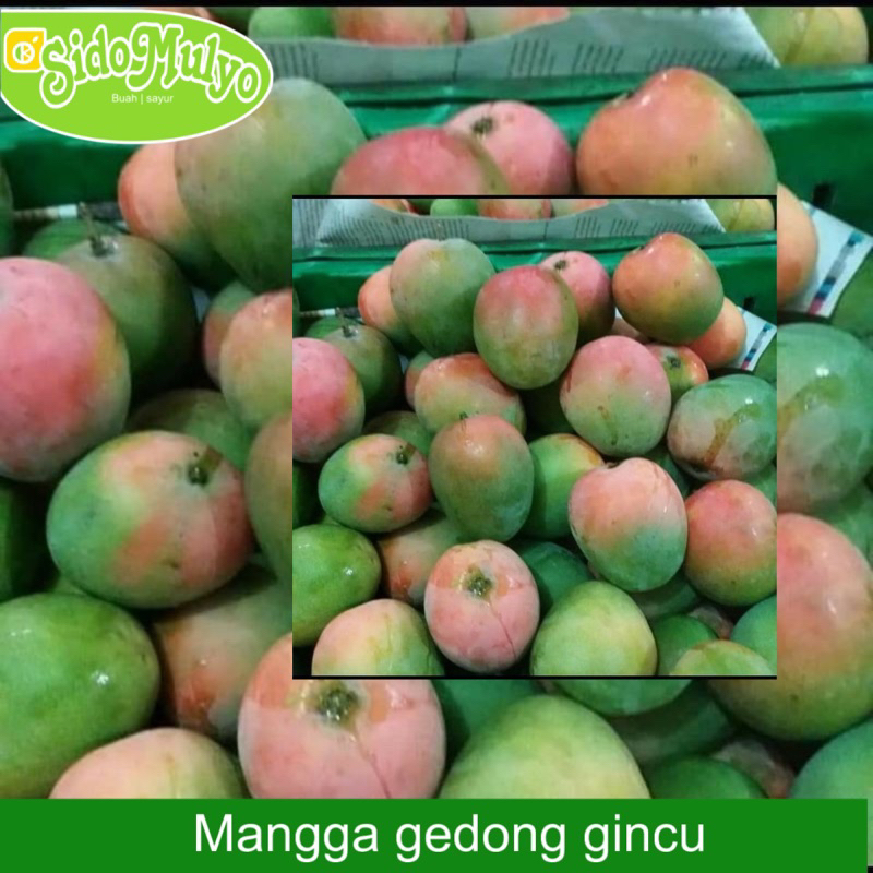 

Mangga Gincu Super 1kg (Premium) | ud sidomulyo buah