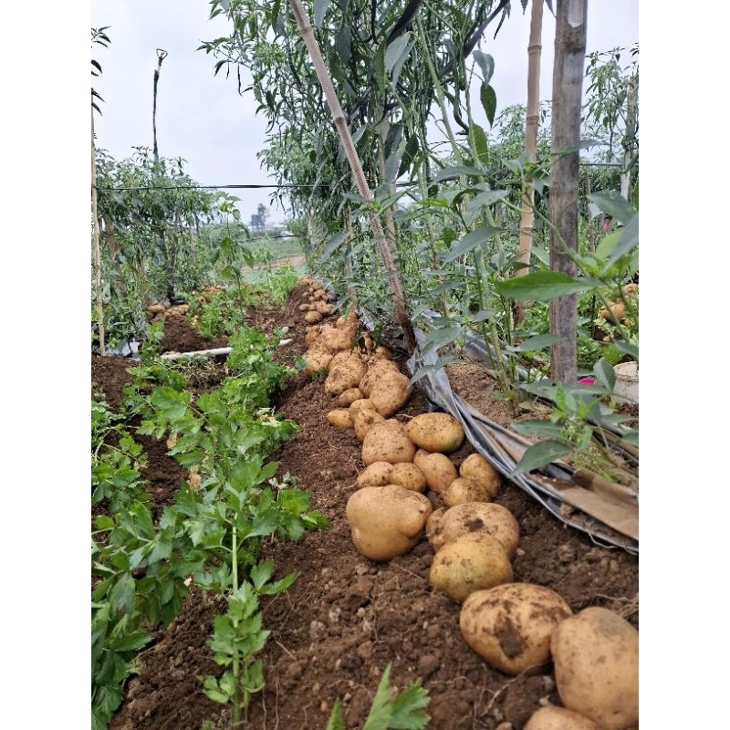 

kentang dieng 2kg kualitas terbaik murah